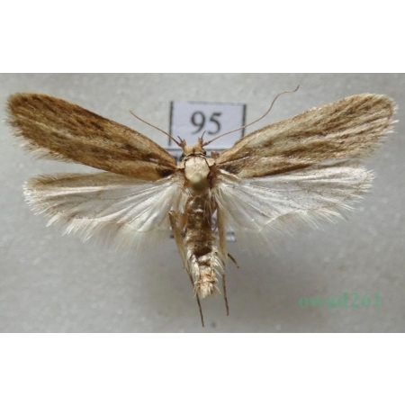 Depressaria pastinacella (Duponchel, 1838) Czech95